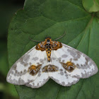 Magpie Moth