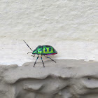 Jewel Bug or Kanch Poka