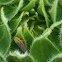 Candy Striped Leafhopper 