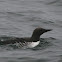 Common Murre