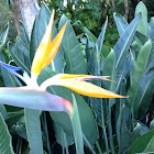 Bird of paradise