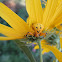 Whitebanded Crab Spider