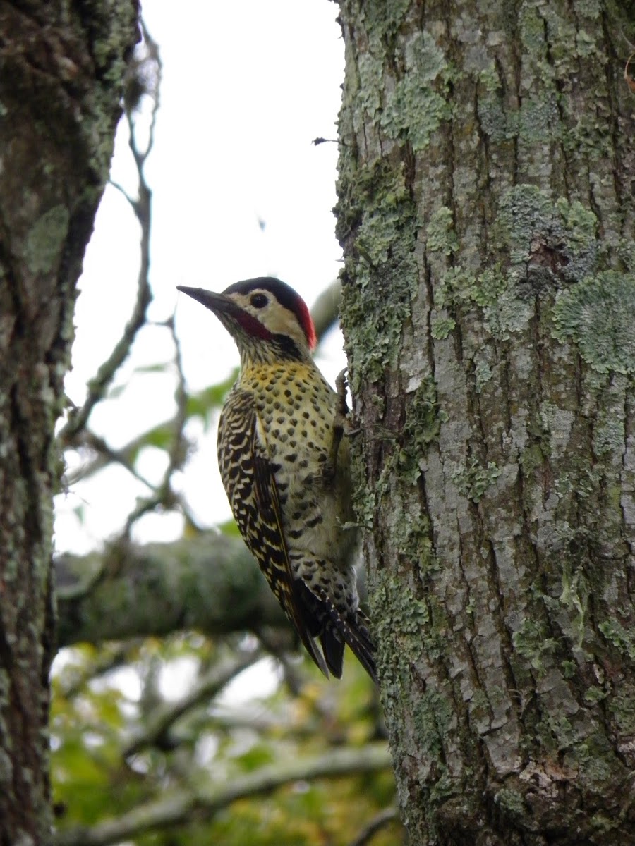 Green-barred woodpecker (Pájaro carpintero real)