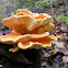 Chicken of the woods