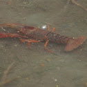 Red Swamp Crawfish