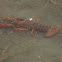 Red Swamp Crawfish