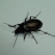 Ground beetle