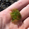 Sea lettuce