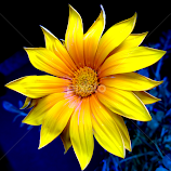 Yellow merry-go-round by Biljana Nikolic -  