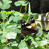 Yellow Admiral