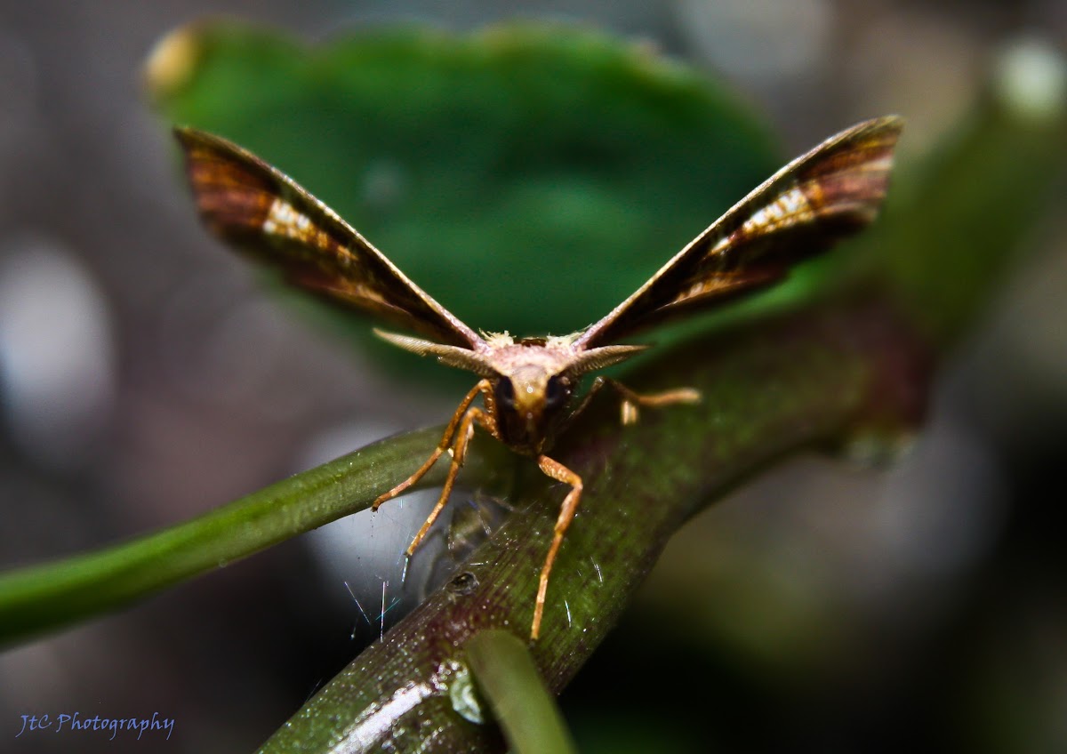 Friendly Probole Moth