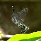 Ground Skimmer (male)