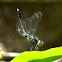 Ground Skimmer (male)