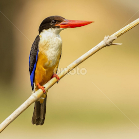 Ki Ki Ki Ki by Kuppusamy Ramesh - Animals Birds