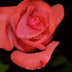 Ringa Ringa Roses by Yako Laverde - Flowers Single Flower