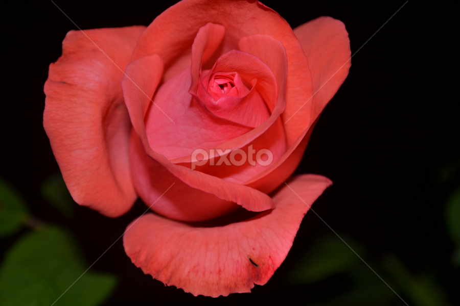 Ringa Ringa Roses by Yako Laverde - Flowers Single Flower