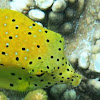 Polka-dot boxfish (juvenile)