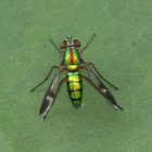 Long Legged Fly