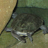Snake-Necked Turtle