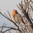 House Finch (orange variant)