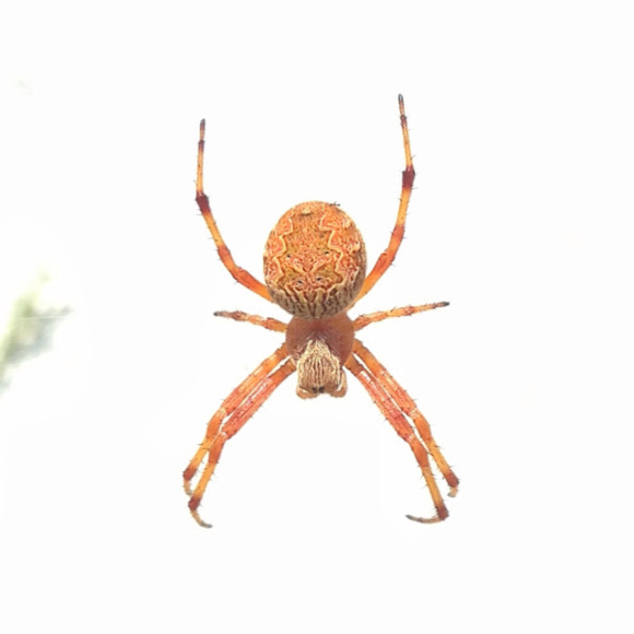 Orange Orb Weaver Project Noah