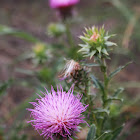 Unknown Thistle