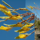 Yellow Flame Grevillea 