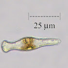 Small Diatom