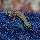 Hoverfly Larva