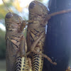 Grasshopper species (mating)