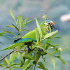 Peach-fronted Parakeet (periquito-rei)