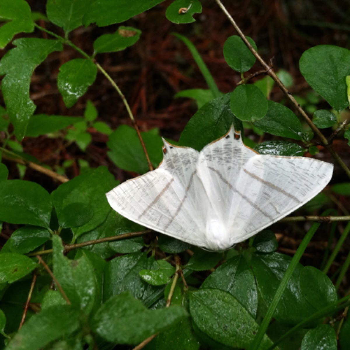 Swallow-tailed Moth
