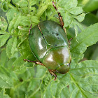 Green Christmas Beetle