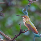 Rufous Hummingbird