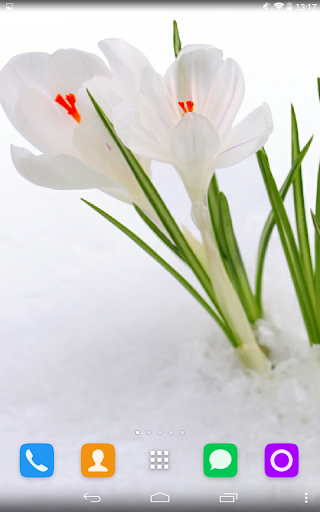 Winter flowers Live Wallpaper