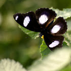 The Danaid Eggfly or Mimic (Male)