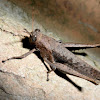 Grasshopper - gafanhoto