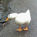 White Campbell duck