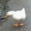 White Campbell duck