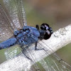 Slaty Skimmer