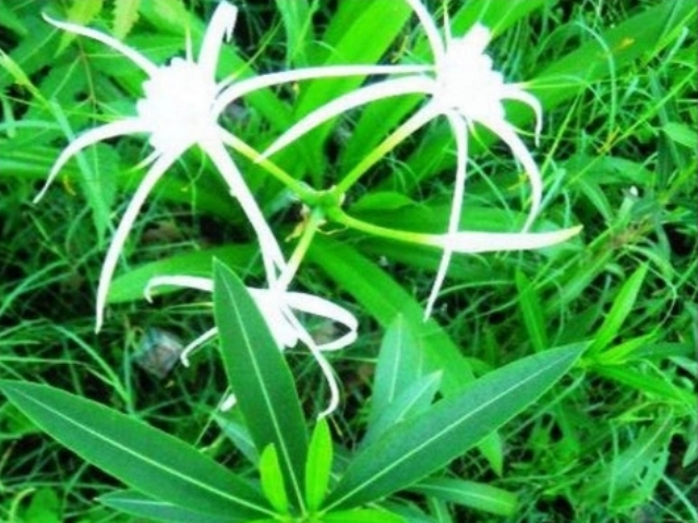 Swamp Spider Lily