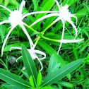 Swamp Spider Lily