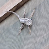 Texas Spiny Lizard