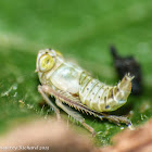 Leafhopper (nymph)