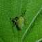 Hopper Nymph