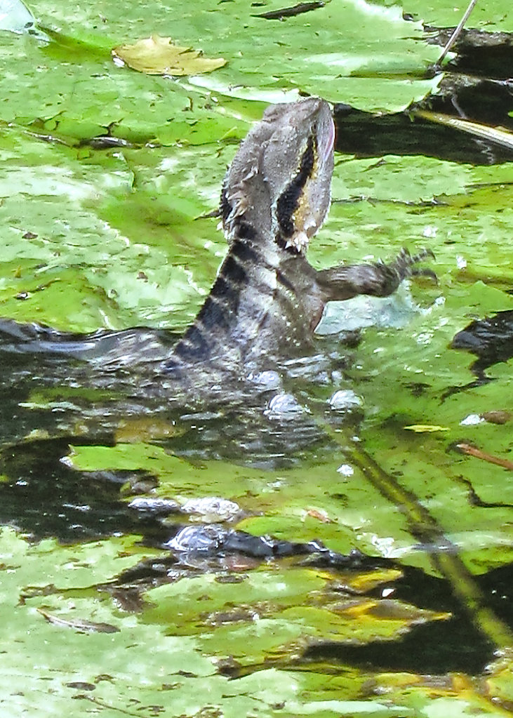 Eastern Water Dragon