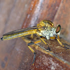 Common Yellow Robber Fly