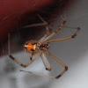 Brown Widow