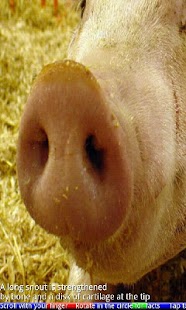 Animal Noses - náhled