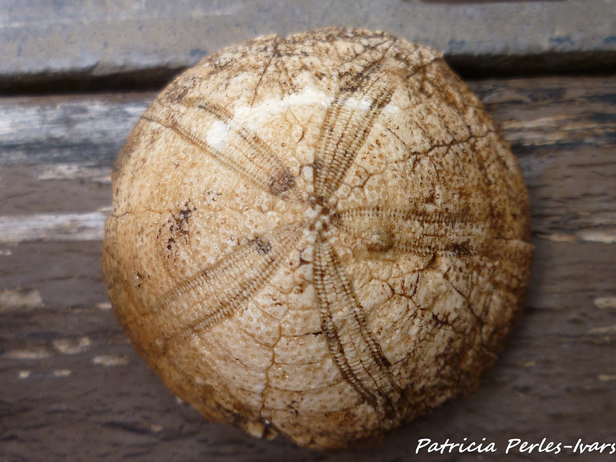 sea urchin fossil